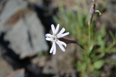 Silene kuschakewiczii