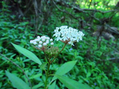 Asclepias perennis image