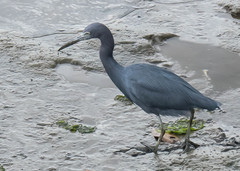 Egretta caerulea