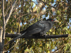 Eudynamys scolopaceus