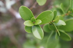 Daphnopsis racemosa