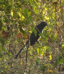 Phaenicophaeus viridirostris