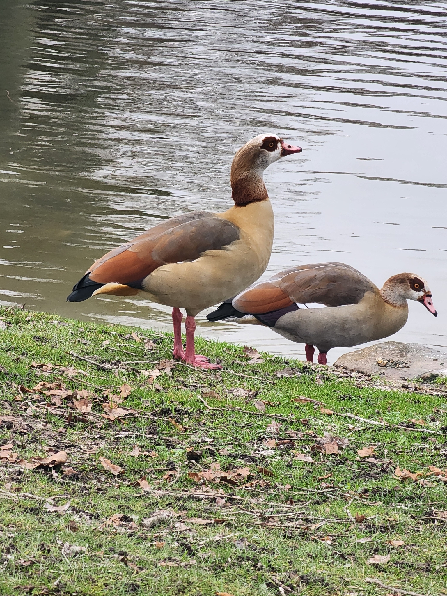 Alopochen aegyptiaca (Linnaeus, 1766)