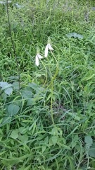Habenaria longicorniculata