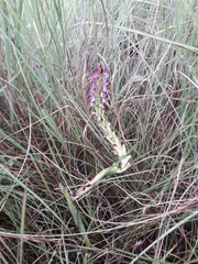Disa aequiloba