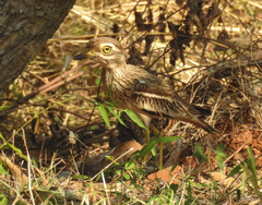 Burhinus indicus