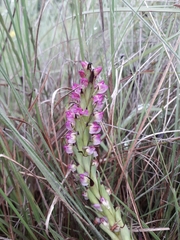 Disa aequiloba