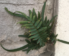 Pteris vittata
