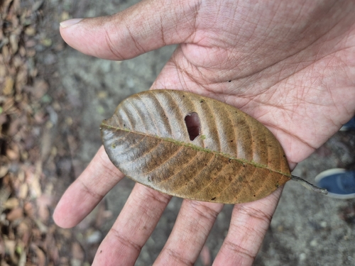 Shorea macroptera observed 2025-08-25