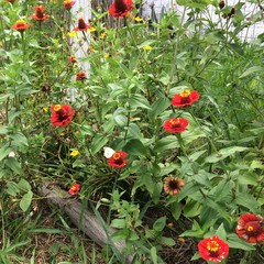 Ascia monuste orseis