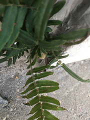 Pteris vittata