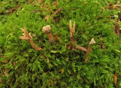 Clavulina castaneipes