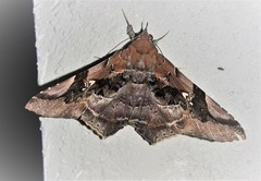 Euclystis guerini