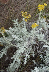 Helichrysum splendidum
