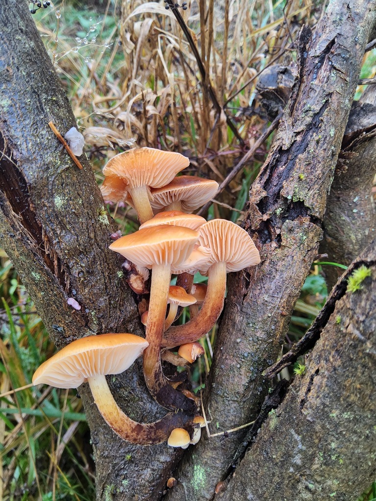Flammulina velutipes · December 2025 · photo: © bjoerns (iNaturalist, cc-by)