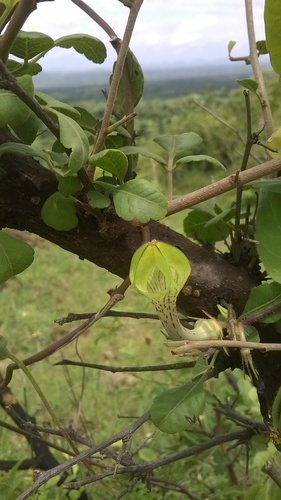 Ceropegia hirsuta