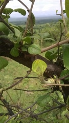 Ceropegia hirsuta