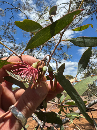 Holleton Mallee (Eucalyptus tephroclada)