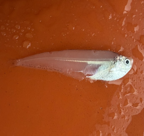 Raconda (Raconda russeliana) — Pristigasteridae