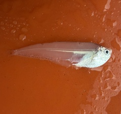 Raconda photo 2