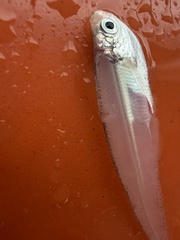 Raconda photo 3