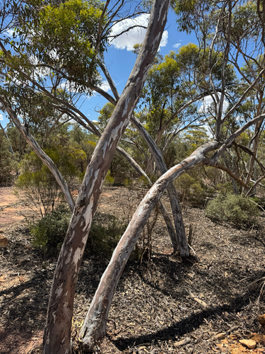 Wheatbelt Wandoo (Eucalyptus capillosa)