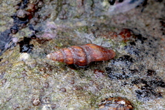 Pseudomelatoma