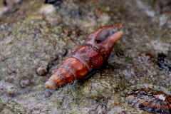 Pseudomelatoma