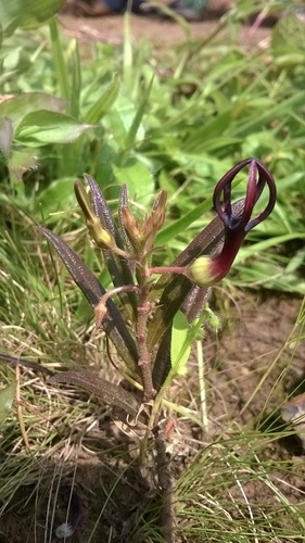 Ceropegia jainii