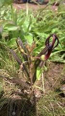 Ceropegia jainii