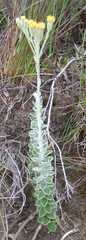 Senecio pauciflosculosus