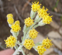 Senecio pauciflosculosus