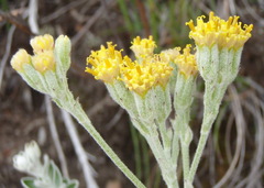 Senecio pauciflosculosus