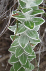 Senecio pauciflosculosus