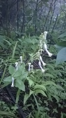 Ceropegia sahyadrica