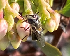 Copestylum marginatum