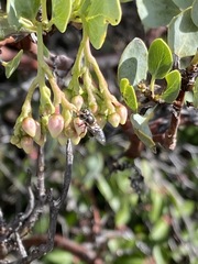 Copestylum marginatum