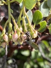Copestylum marginatum