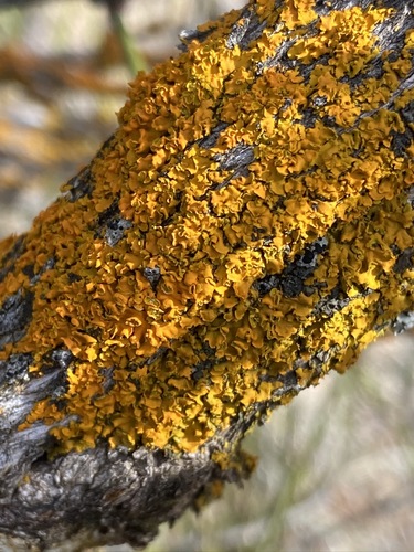 Hooded Sunburst Lichen