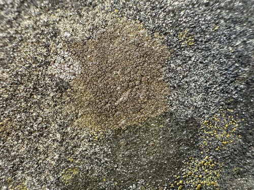 Flechtenschlauchpilze