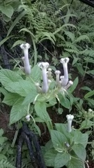 Ceropegia sahyadrica