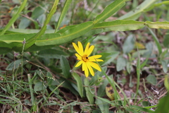 Aspilia montevidensis