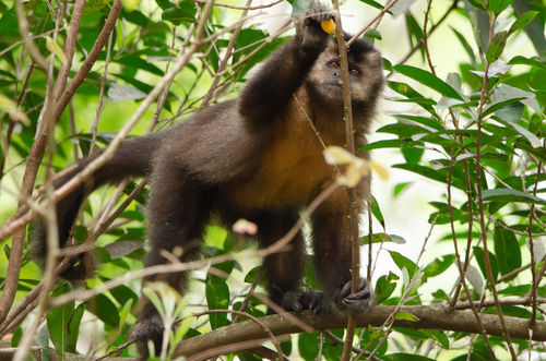 Black capuchin