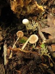 Entoloma sericellum