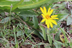Aspilia montevidensis