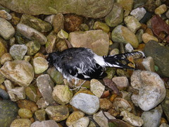 Enicurus schistaceus