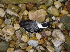 Enicurus schistaceus