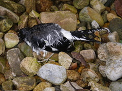 Enicurus schistaceus