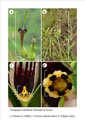 Ceropegia mahabalei