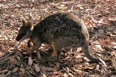 Notamacropus eugenii